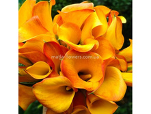 ����� ���� ����� ������ ( Royal Pumpkin) - 450 ���.