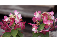 ��������� ������� ���