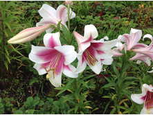 ����� ���������