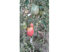 ���.������� �������