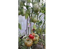 ���������� (�������� ��������)