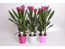 ������� ���� ����� (Curcuma Siam Splash) - 500- 550 ���.