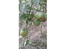 �� ������ ���������