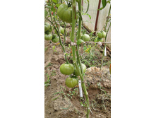 ������� ������� �� ����