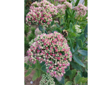 IMG 20190907 130107.jpg