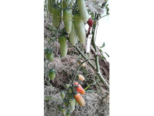 �������������, �����, �����