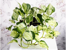 ���������� ����� ����( Happy Leaf Epipremnum) - 450 ���.