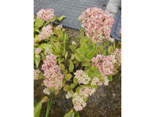 IMG 20190907 130149.jpg