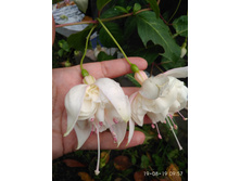 White King-�� 70�.jpg