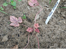 ���� ����