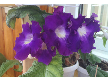 DS-�̣�� �������.jpg