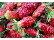 �������� ������� 55 ��� (�������� 6��).jpg