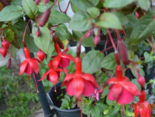 �������,