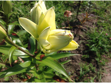 ����� �����-�����(������� ���)