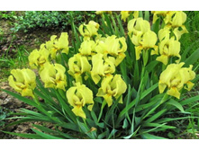 ���� ������ ����������