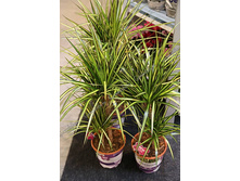 ������� ������� ( Dracaena Marginata Sunray)