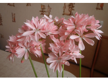 Dream Lover ��.jpg