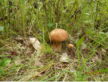 DSCN1532.JPG