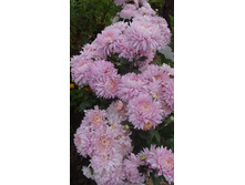 ������� ���