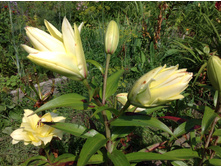 ����� �����-�����(������� ���)