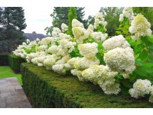 ��������� ����������� �������� 260� 2��