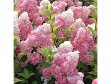 ��������� ����������� ���� ���� 5��