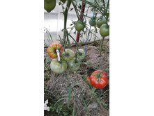 ������ ������