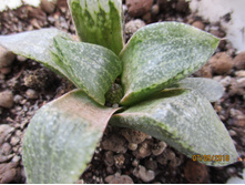 ��������  ������  Picta+Comptoniana