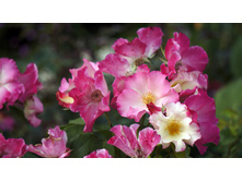 ����� (Liola)