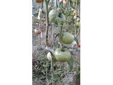 ����� �����, �����