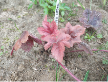 ��� �����