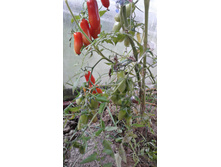 �������������, �����, �����