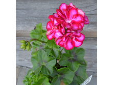 Great Balls of Fire Burgundy Blaze (������������)