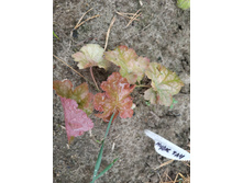 ����� ���