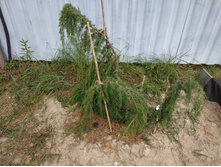 IMG 20190907 123649.jpg