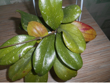 erythrina Bajo.