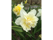 Ice King (��� ����)