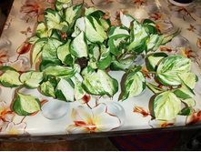 ���������� ����� ����( Happy Leaf Epipremnum) -