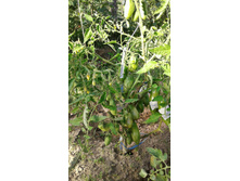 ������� �������