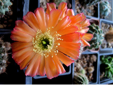 Lobivia amblayensis
