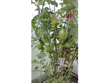 ������� ����