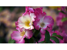 ����� (Liola)