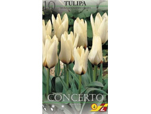 42020, 10 Tulipa Concerto-2��, 208���.jpg