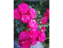 IMG 20190911 183307.jpg