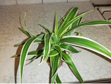 ���������� ����� - 300 ���.