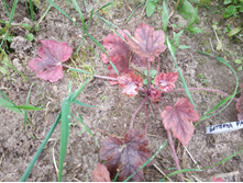 �������� ���