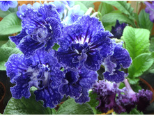 EF-�������� ����.jpg