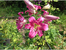 ����� ����� ����