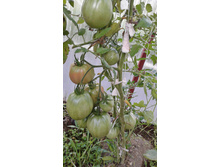 ������� ������� (�������� ��������)