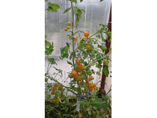 ������ ��� F4